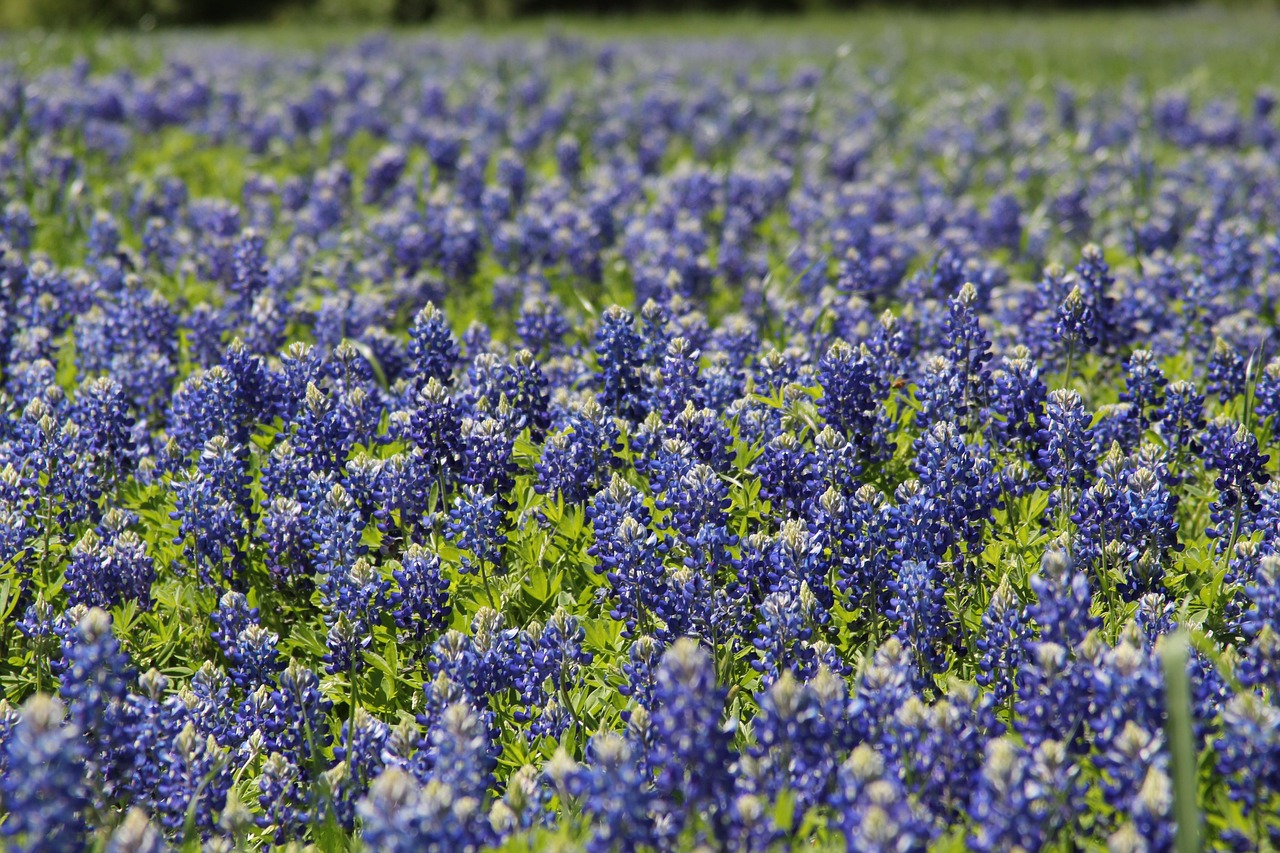 Field of Bluebonnets
